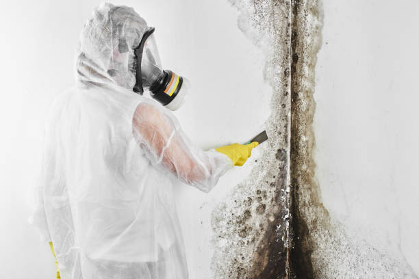 Best Mold Removal Company Near Me  in Weber City, VA