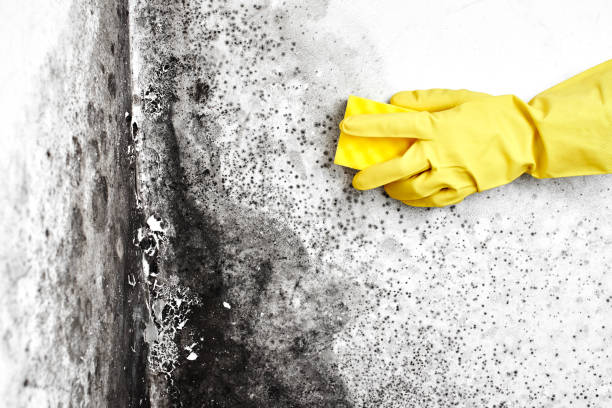 Best Fast Mold Removal  in Weber City, VA