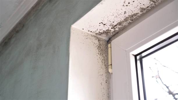 Mold Removal Process in Weber City, VA