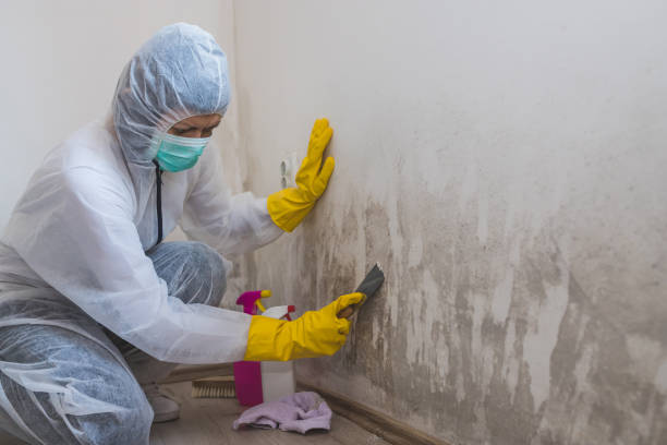 Best Residential Mold Removal  in Weber City, VA