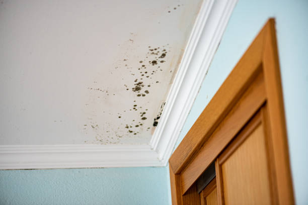Best Mold Damage Repair  in Weber City, VA
