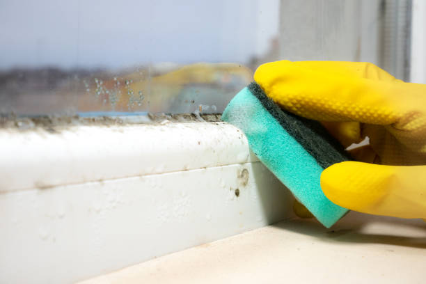 Best Office Mold Removal Services  in Weber City, VA