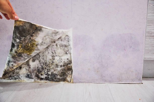 Best Home Mold Removal  in Weber City, VA